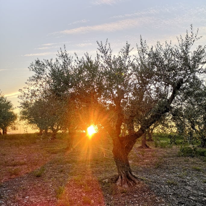 Atardecer entre olivos en Monegros